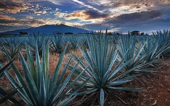 Rows of blue-green agave in a dry field, with mountains under a cloudy sky.