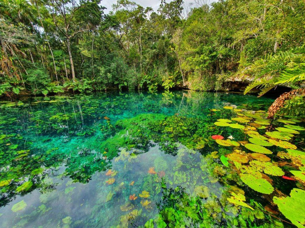 Clear green pool surrounded by forest, with lily pads and fallen leaves on the surface.