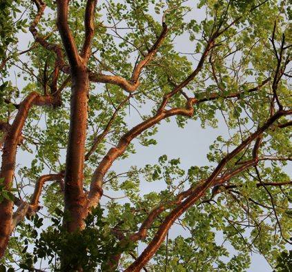 Looking up through peeling reddish branches and green leaves.