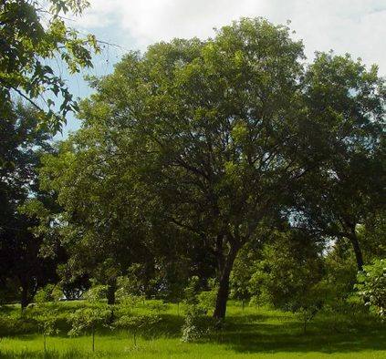 A broad leafy tree standing in a green grassy clearing.